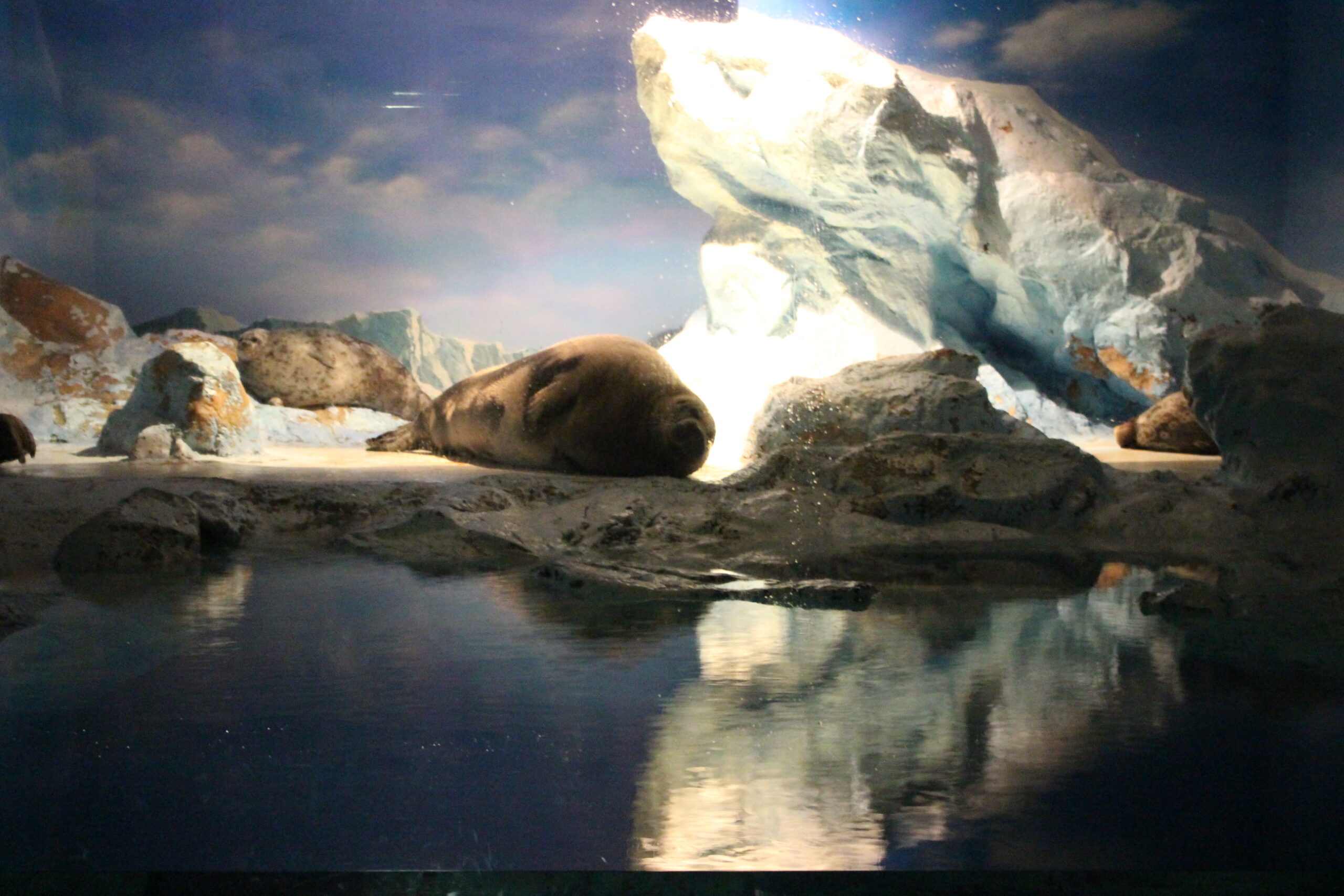 夜の水族館