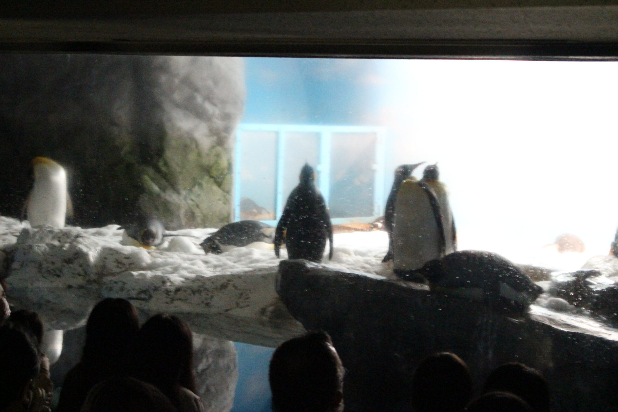 夜の水族館ペンギン