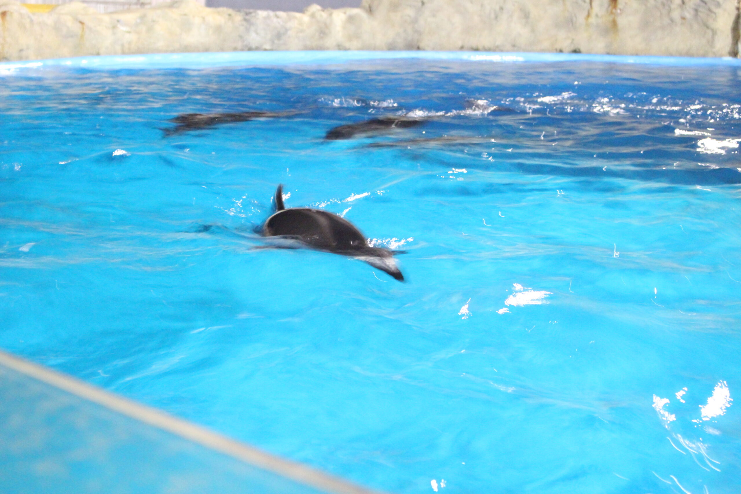 夜の水族館イルカ