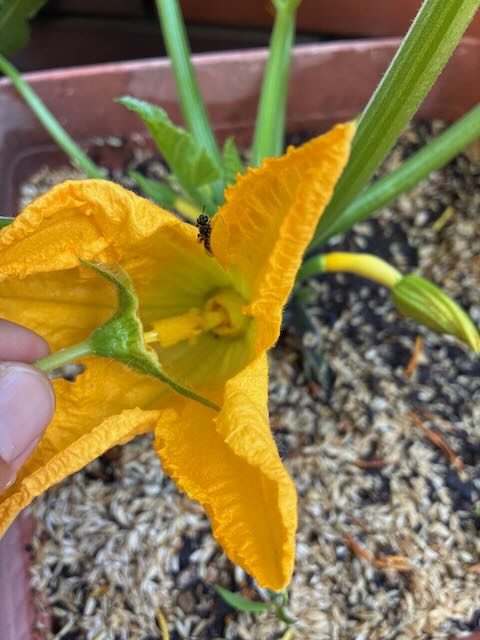かぼちゃの雄花を借りて、人工授粉を実験