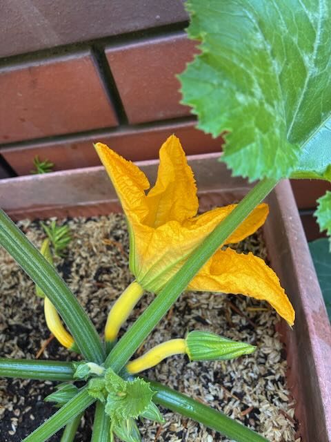 雌花は咲いた、でも雄花がいない