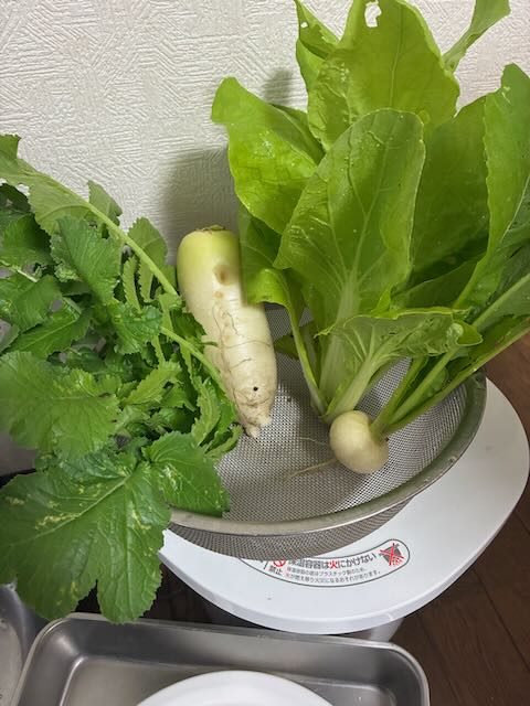 大根とかぶは間引きも兼ねて。間引き菜も葉ごといただきます