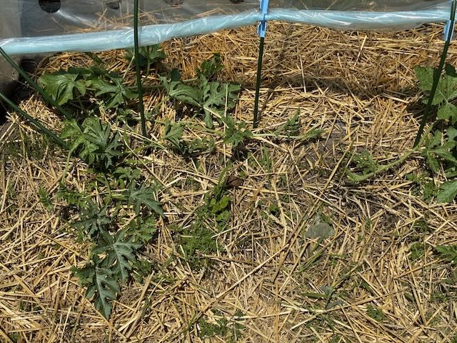 同じ日にやったこと:かぼちゃ・スイカの摘芯と敷き藁
