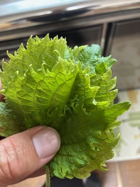 しそ