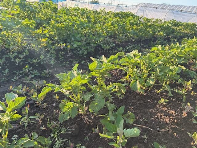 土寄せ前。株元の土がまだ低い状態です。