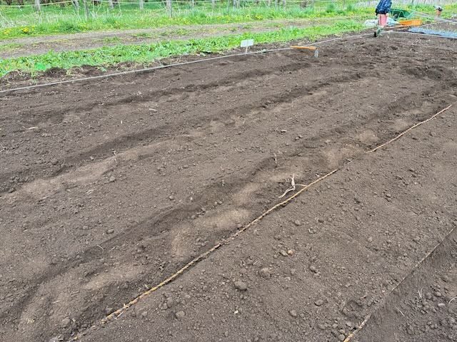 1日目は長男に手伝ってもらって4畝。途中で雨が降ってきて中断しました。