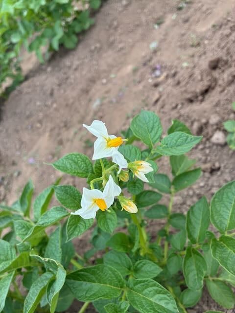 中身が紫色のシャドークインですが、花はまさかの白でした。
