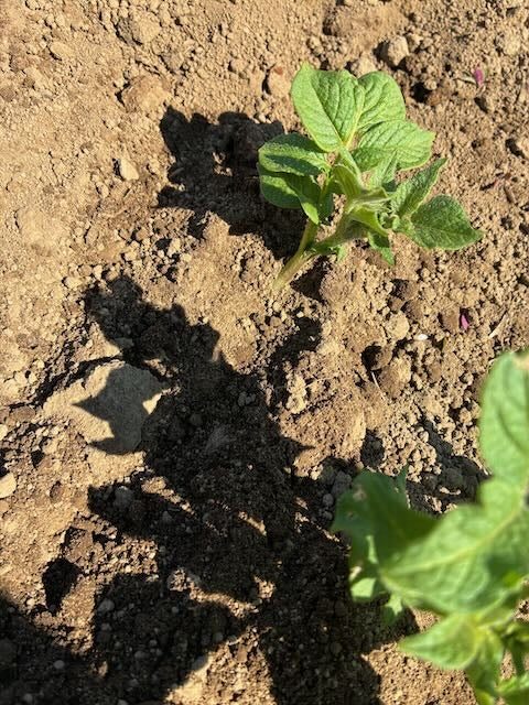 空いた植え穴に、10〜15cmほどの深さで植え直しました。