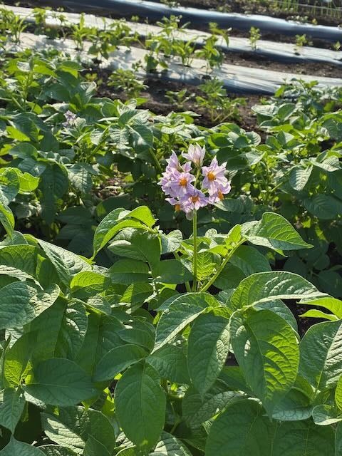 淡い紫色の花。品種によって花の色が違います。